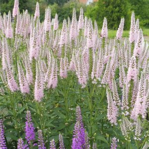 Veronika dlholistá (Veronica longifolia) ´FIRST CHOICE´ kont. P9